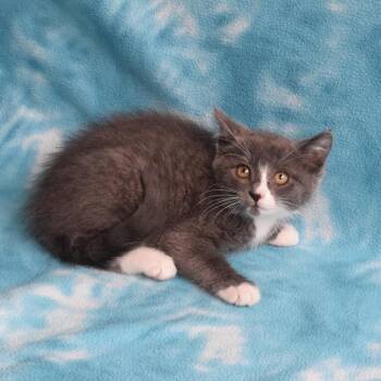 Domestic Medium Hair Cats Available for Adoption in Eureka, California - Goldberry (52714) | PetCurious
