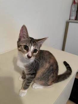 Rescue Domestic Short Hair Cats for Adoption in Naples, Florida - Fiona | PetCurious