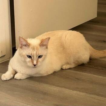 Domestic Short Hair Cats Available for Adoption in San Tan Valley, Arizona - Gillie (Bonded With Sally) | PetCurious