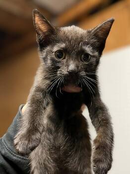 Rescue Domestic Short Hair Cats for Adoption in Wilmington, North Carolina - Gnocchi | PetCurious