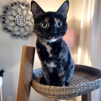 Domestic Short Hair Cats Available for Adoption in Indianapolis, Indiana - Broccoli | PetCurious