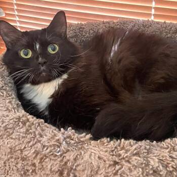 Stripe -  Domestic Medium Hair Cat for Adoption in Grand Rapids, Minnesota - Stripe | PetCurious