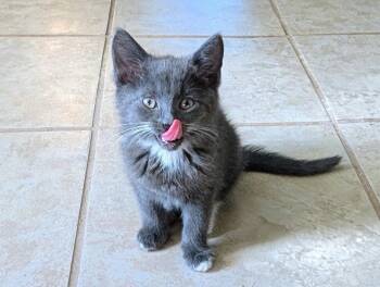 Meeper MD -  Domestic Short Hair Cat for Adoption - Meeper MD | PetCurious