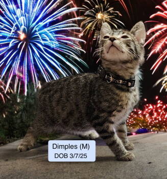 Rescue Domestic Short Hair and Tabby Cats for Adoption in Vacaville, California - Dimples Bonded With Diego | PetCurious