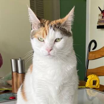 Domestic Short Hair Cats Available for Adoption in Fort Lauderdale, Florida - Poppy | PetCurious