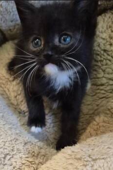 Rescue Domestic Short Hair Cats for Adoption in Philadelphia, Pennsylvania - Snuggles | PetCurious