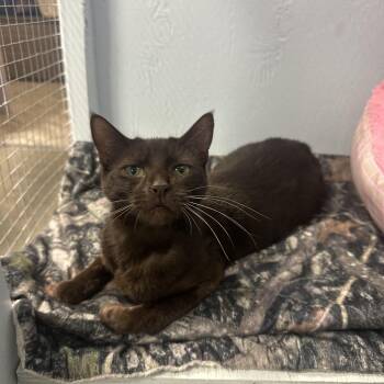 Enrelle -  Domestic Short Hair Cat for Adoption in Mission, British Columbia - Enrelle | PetCurious