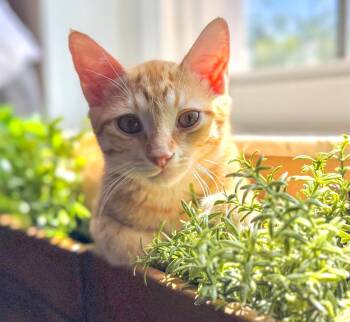 George Weasley -  Domestic Short Hair and Tabby Cat for Adoption in Pompano Beach, Florida - George Weasley | PetCurious