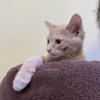 Alchemist -  Domestic Short Hair Cat for Adoption in Richmond, Virginia - Alchemist | PetCurious