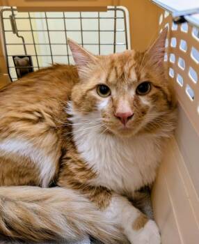 Kayser -  Domestic Medium Hair Cat for Adoption in Sechelt, British Columbia - Kayser | PetCurious