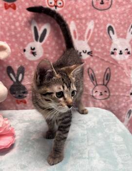 Berlin -  Domestic Short Hair Cat for Adoption in Nacogdoches, Texas - Berlin | PetCurious