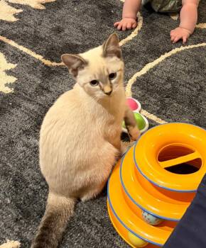 Cheese - No Longer Accepting Applications -  Domestic Short Hair Cat for Adoption in Minneapolis, Minnesota - Cheese - No Longer Accepting Applications | PetCurious