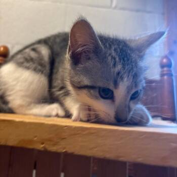 Cute Kitten -  Domestic Short Hair Cat for Adoption in Lynchburg, Virginia - Cute Kitten | PetCurious