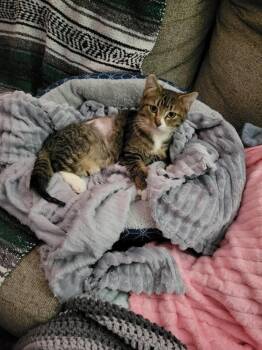 Rescue Domestic Short Hair Cats for Adoption in Emporia, Kansas - Theo | PetCurious