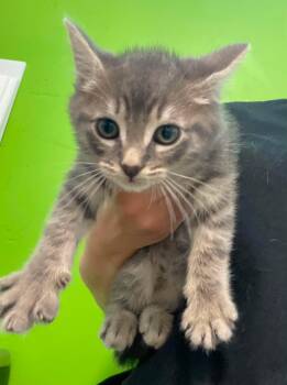Pluton -  Domestic Short Hair Cat for Adoption in Delson, Quebec - Pluton | PetCurious