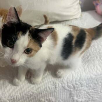 Lacey -  Domestic Short Hair Cat for Adoption in Gordonsville, Tennessee - Lacey | PetCurious