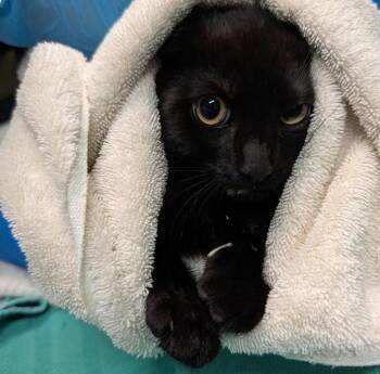 Salad -  Domestic Short Hair Cat for Adoption in Seattle, Washington - Salad | PetCurious