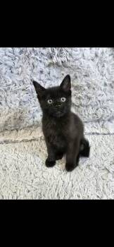 Sokka -  Domestic Short Hair Cat for Adoption in Ephrata, Washington - Sokka | PetCurious