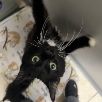 Jimmy -  Domestic Long Hair Cat for Adoption in Ojai, California - Jimmy | PetCurious