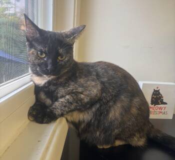 Rescue Tortoiseshell Cats for Adoption in Whittier, California - Galinda | PetCurious
