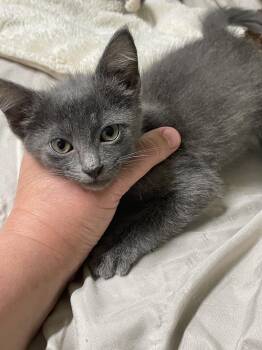 Stardust -  Domestic Short Hair Cat for Adoption in Stover, Missouri - Stardust | PetCurious