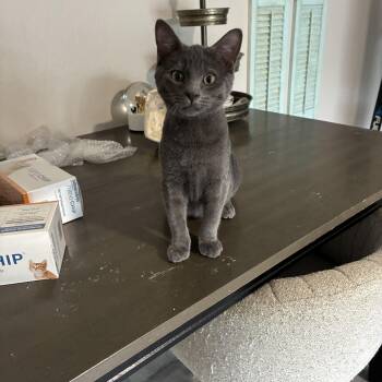 Lonnie -  Domestic Short Hair Cat for Adoption in San Tan Valley, Arizona - Lonnie | PetCurious