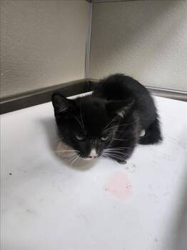 Rescue Domestic Short Hair Cats for Adoption in Tracy, California - PEPINO | PetCurious