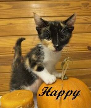 Happy -  Calico Cat for Adoption in Southern Pines, North Carolina - Happy | PetCurious
