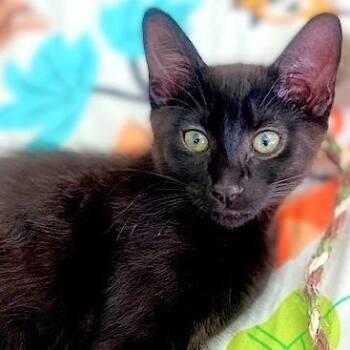 Domestic Short Hair Cats Available for Adoption - Skeeter | PetCurious