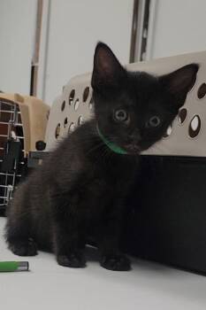 Floatie -  Domestic Short Hair Cat for Adoption in Elmira, New York - Floatie | PetCurious