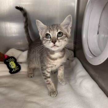 Nova -  Domestic Short Hair Cat for Adoption in Hawthorne, California - Nova | PetCurious