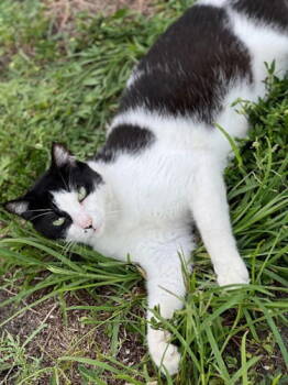 Rescue Domestic Short Hair Cats for Adoption in Oakland Park, Florida - Belly - Petsmart Plantation Foster Home | PetCurious