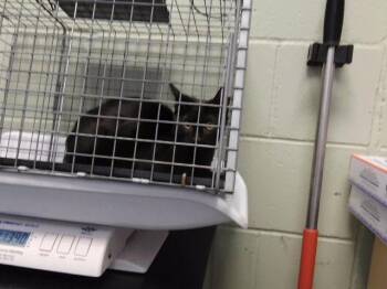 SCORPIO -  Domestic Short Hair Cat for Adoption in Tulsa, Oklahoma - SCORPIO | PetCurious