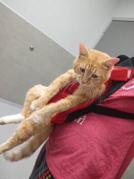 Eddie Dangerfield -  Domestic Short Hair Cat for Adoption in Kannapolis, North Carolina - Eddie Dangerfield | PetCurious