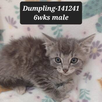 Domestic Short Hair Cats Available for Adoption in New Tazewell, Tennessee - Dumpling | PetCurious