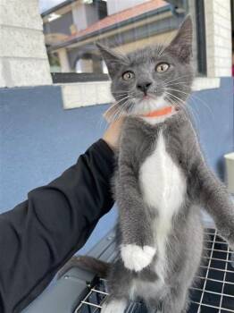 ORANGE -  Domestic Short Hair Cat for Adoption in Houston, Texas - ORANGE | PetCurious