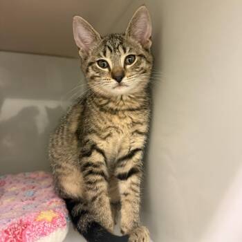 Sequoia -  Domestic Short Hair Cat for Adoption in Phoenixville, Pennsylvania - Sequoia | PetCurious