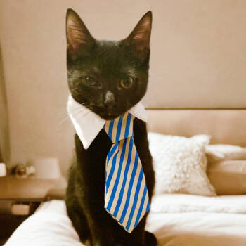 Rescue Domestic Short Hair Cats for Adoption in Durham, North Carolina - Billy | PetCurious