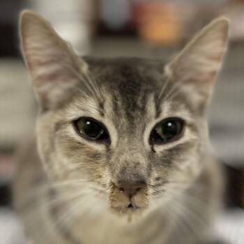 Precious -  Domestic Short Hair Cat for Adoption in Las Cruces, New Mexico - Precious | PetCurious