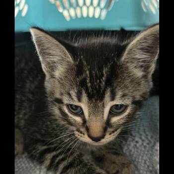 GLEN -  Domestic Short Hair Cat for Adoption in Campbell River, British Columbia - GLEN | PetCurious