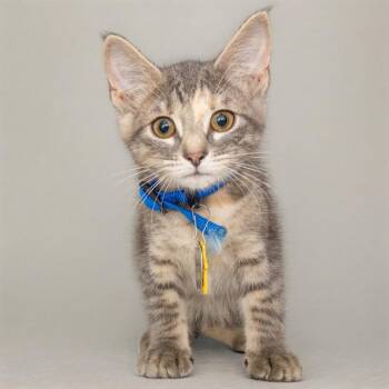 MISS PIGGY -  Domestic Short Hair Cat for Adoption in St. Louis, Missouri - MISS PIGGY | PetCurious