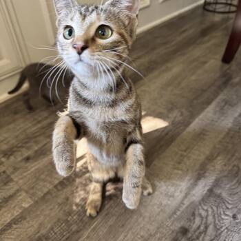 Rescue Domestic Short Hair Cats for Adoption in North Richland Hills, Texas - Wysteria | PetCurious