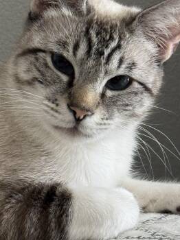 Saylor - Loving Siamese Girl -  Bombay and Domestic Short Hair Cat for Adoption in Kirkland, Washington - Saylor - Loving Siamese Girl | PetCurious