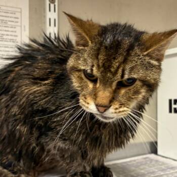 Peppe -  Domestic Short Hair Cat for Adoption in Yuma, Arizona - Peppe | PetCurious