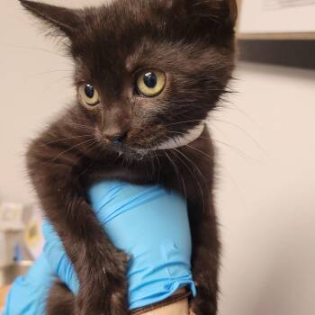 Domestic Short Hair Cats Available for Adoption in Hattiesburg, Mississippi - Kaleidoscope | PetCurious