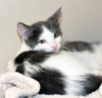 GRANT -  Domestic Short Hair Cat for Adoption in San Clemente, California - GRANT | PetCurious