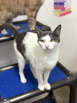 Rescue Domestic Short Hair Cats for Adoption in Zimmerman, Minnesota - Mollie May | PetCurious