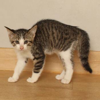 Fierce C71300 -  Domestic Short Hair Cat for Adoption in Minnetonka, Minnesota - Fierce C71300 | PetCurious
