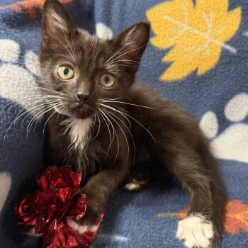 Domestic Short Hair Cats Available for Adoption in Spokane, Washington - Zion | PetCurious