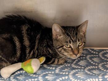 Marion -  Domestic Short Hair Cat for Adoption in Plymouth, Connecticut - Marion | PetCurious